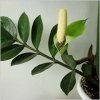 zamioculcas5.jpg